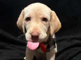 Labrador Retriever dogs Kai (orange) - Ad 13