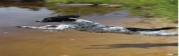 English Springer Spaniel dogs for sale: Drake - Ad 5
