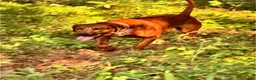 Rhodesian Ridgeback dogs for sale: Rhodesian Ridgeback Puppy 4 - Ad 6