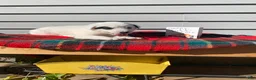 Mixed Breed dogs for sale: Minnie - Ad 5
