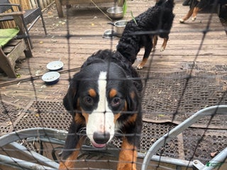 Bernese Mountain Dog dogs - Ad 32