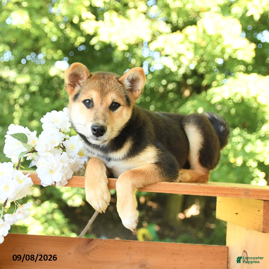 Shiba Inu dogs Kitkat - Ad 2