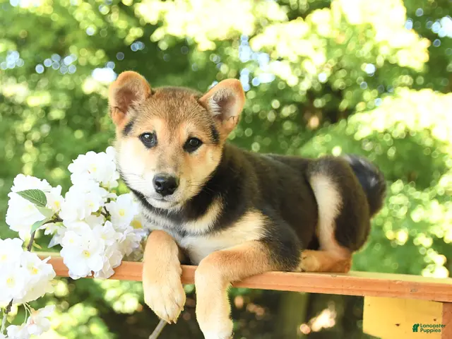 Shiba Inu dogs for sale: Kitkat - Ad 2