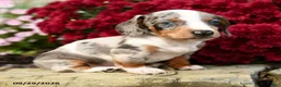 Dachshund dogs for sale: Demmy - Ad 5