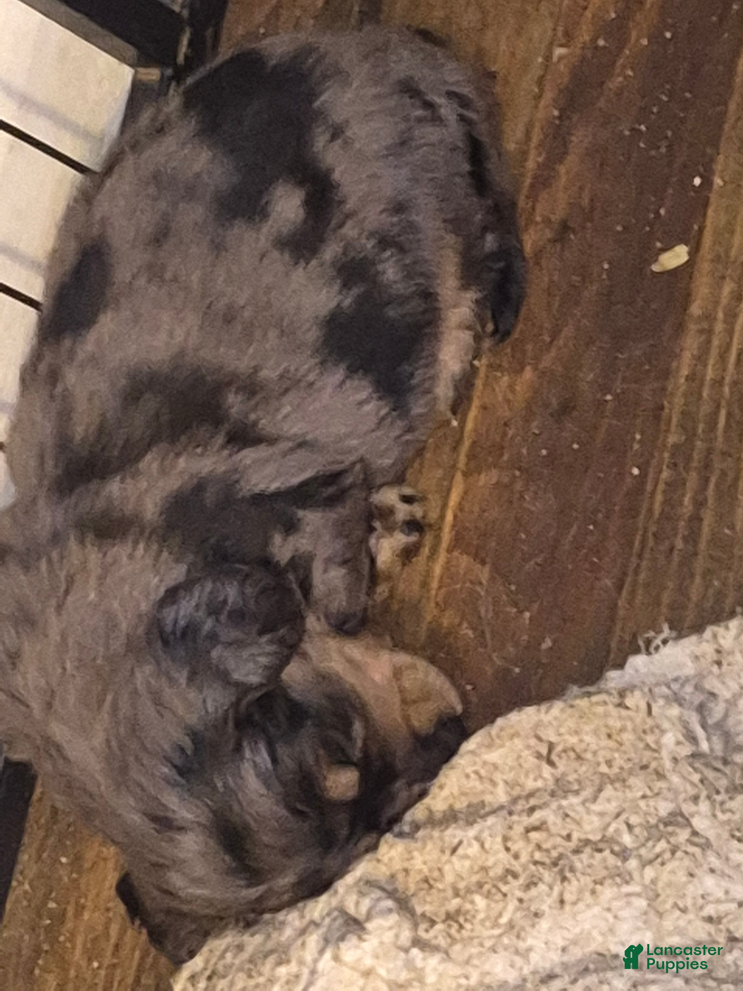 Miniature Dachshund dogs  darker dapple boy long haired  - Ad 20