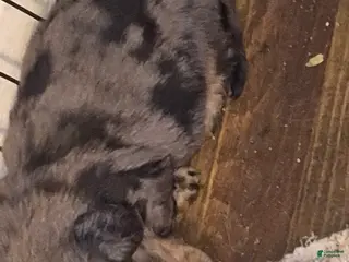 Miniature Dachshund dogs darker dapple boy long haired - Ad 20