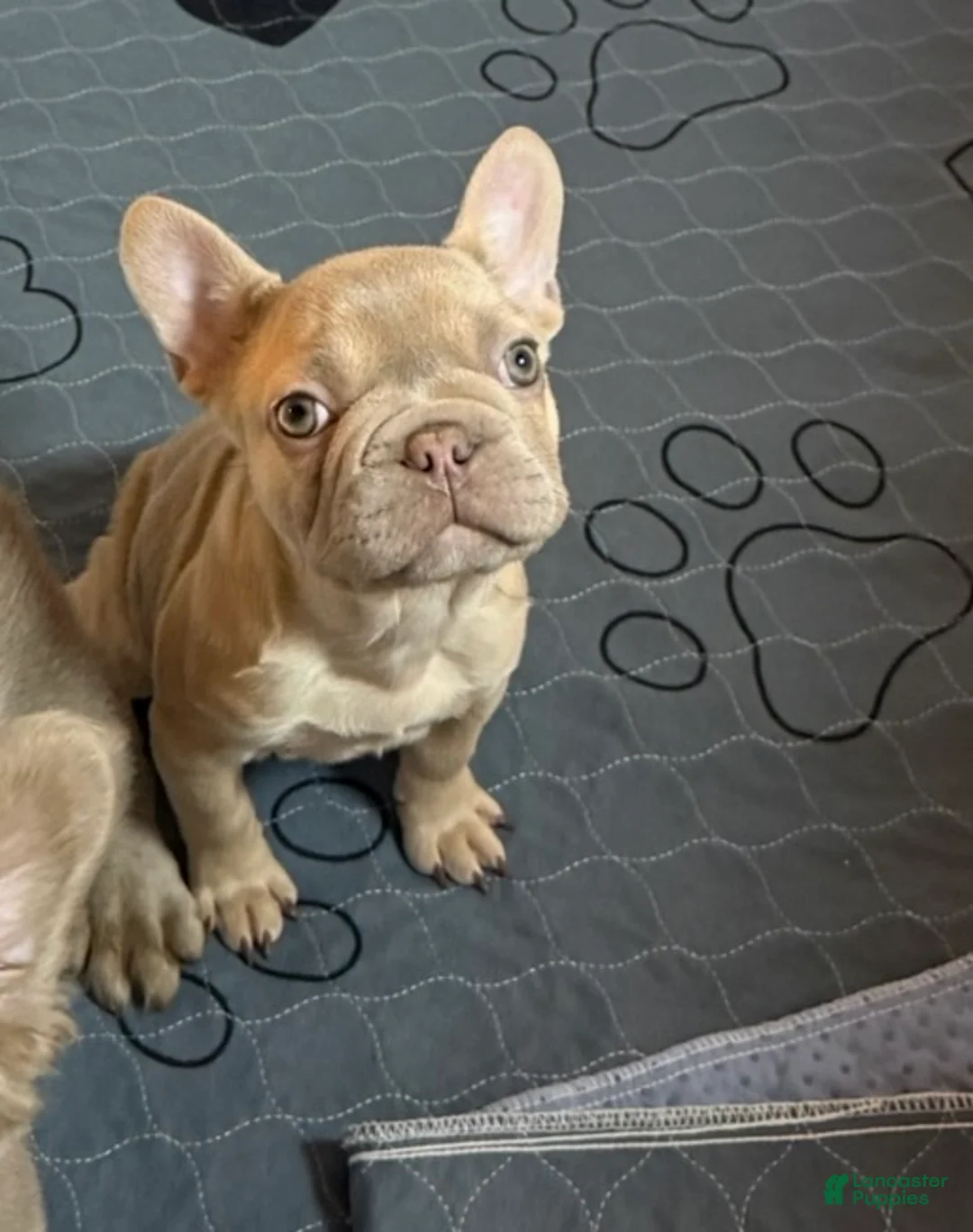 French Bulldog dogs for sale: French Bulldog Puppy 8 - Ad 1