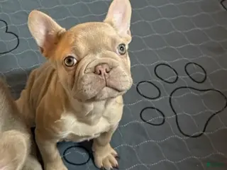 French Bulldog dogs French Bulldog Puppy 8 - Ad 7
