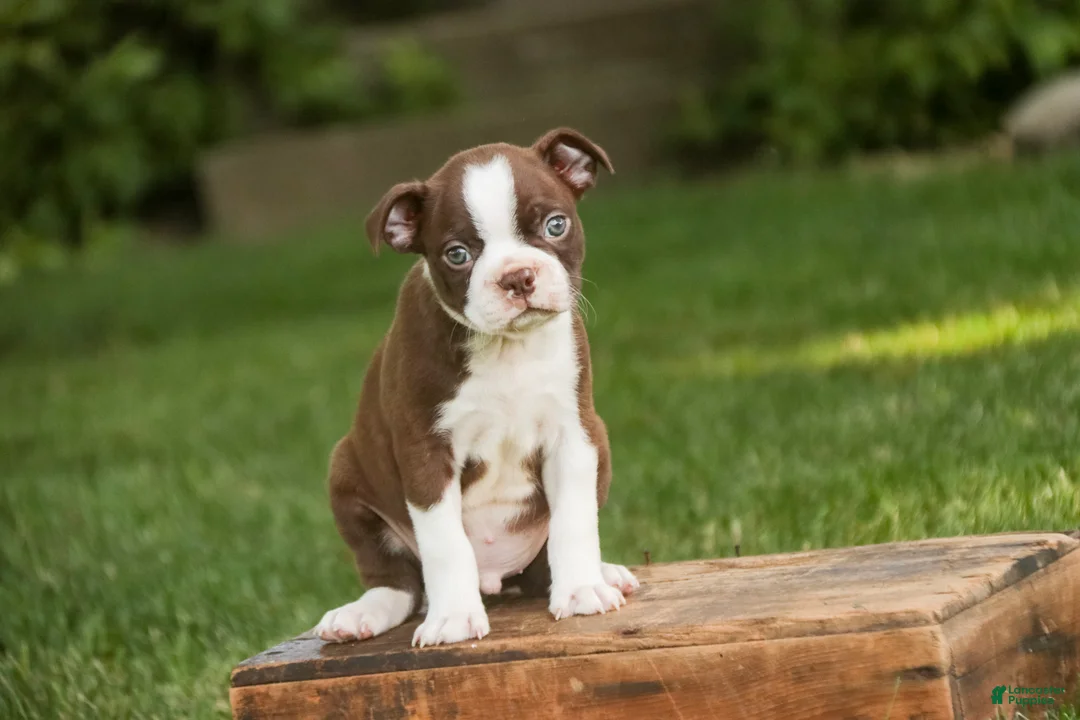 Boston Terrier dogs for sale: Brady Boston Terrier  - Ad 2