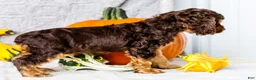 Cocker Spaniel dogs for sale: Polly - Ad 17