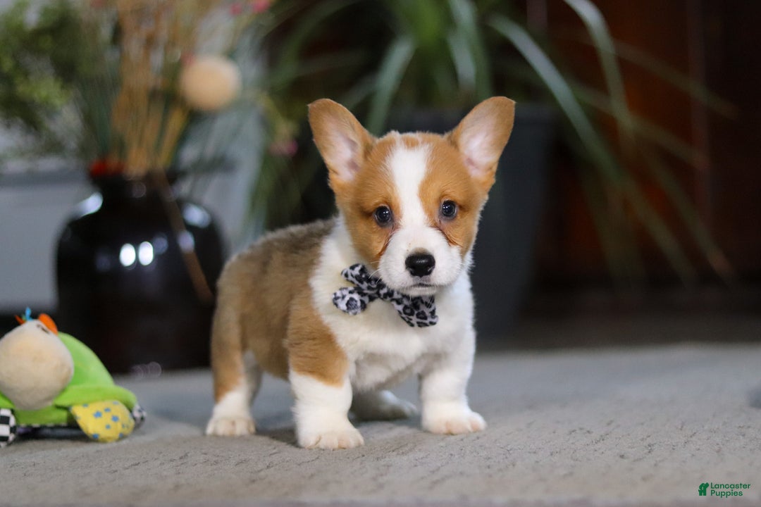 Welsh Corgi Pembroke dogs for sale: Husky - Ad 6