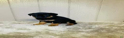Rottweiler dogs for sale: Rottweiler 6 - Ad 5