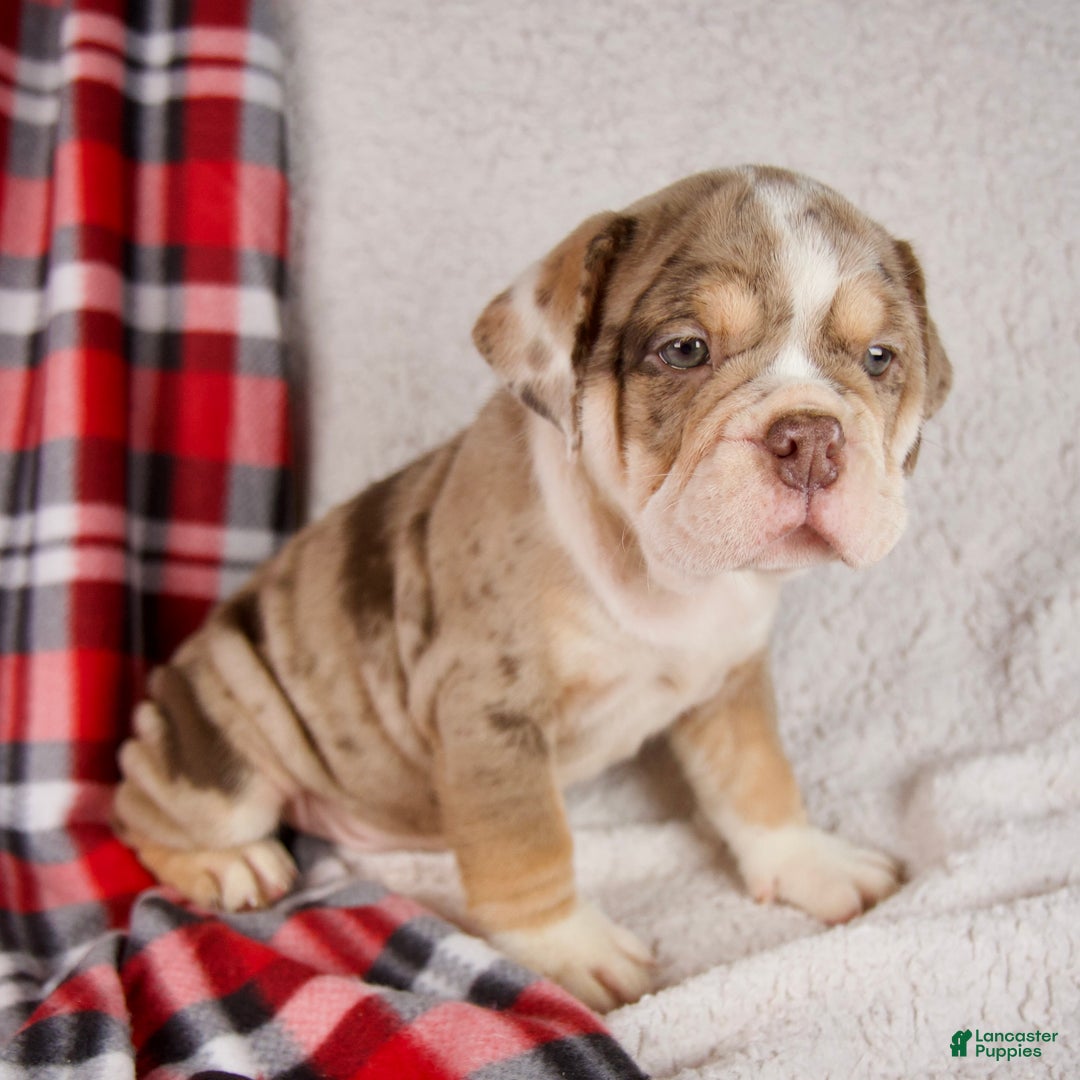 Mixed Breed dogs for sale: Hunter - Ad 3