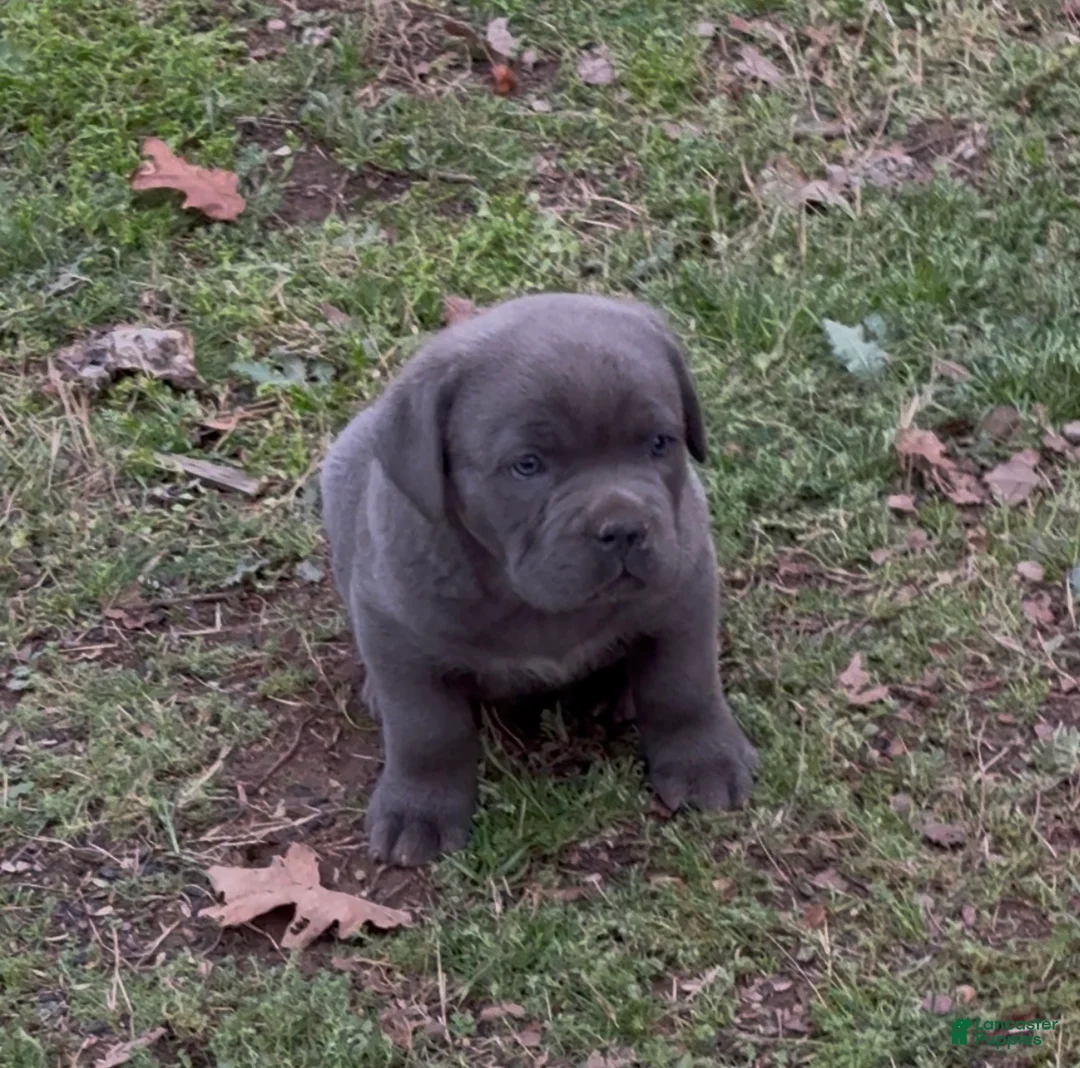 Cane Corso dogs for sale: Cane Corso Puppy 1 - Ad 2