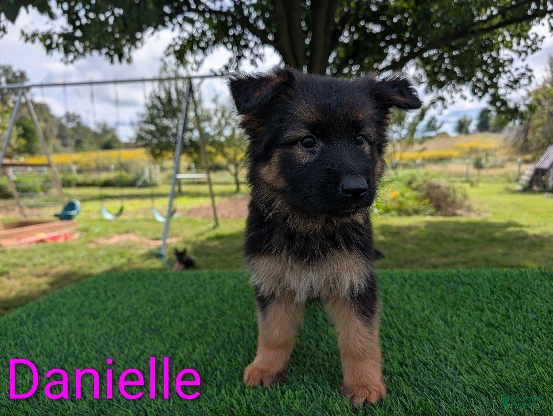 German Shepherd dogs Danielle - Ad 1