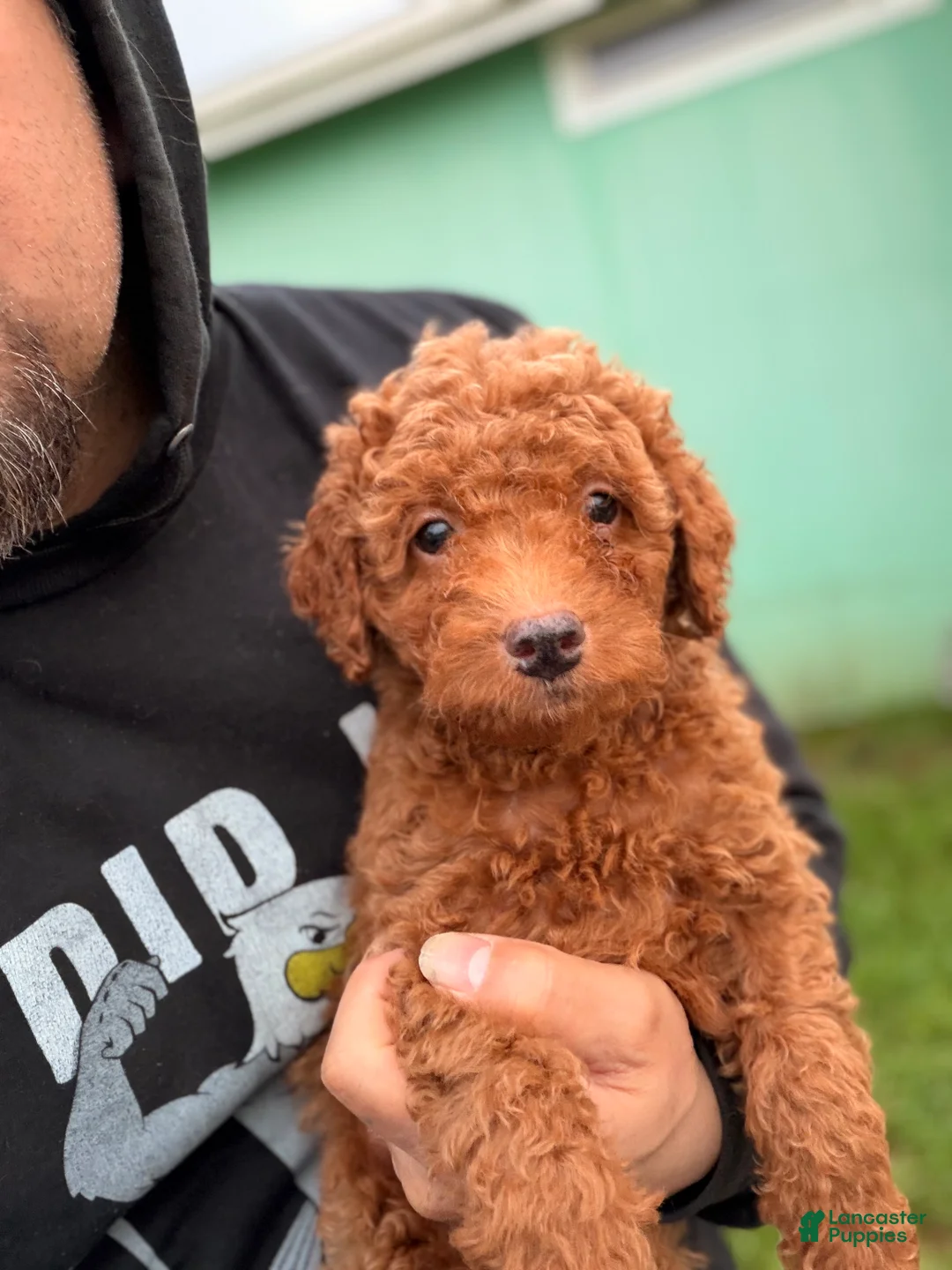 Mini Goldendoodle dogs for sale: Autumn  - Ad 4