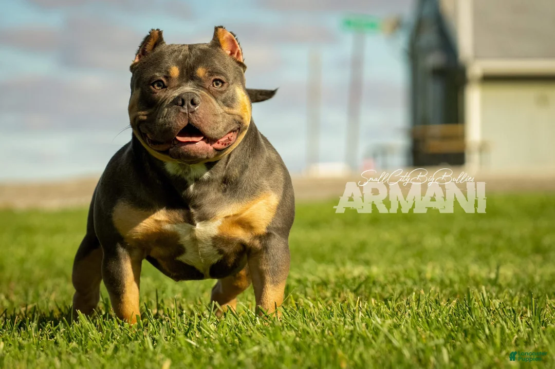 American Bully dogs for sale: Armani - Ad 4