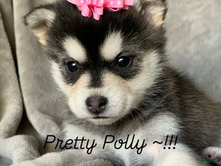 Alaskan Klee Kai dogs Gorgeous Toy Husky~Sweet POLLY~!!! - Ad 2