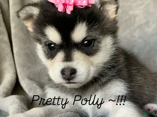 Alaskan Klee Kai dogs Gorgeous Toy Husky~Sweet POLLY~!!! - Ad 2