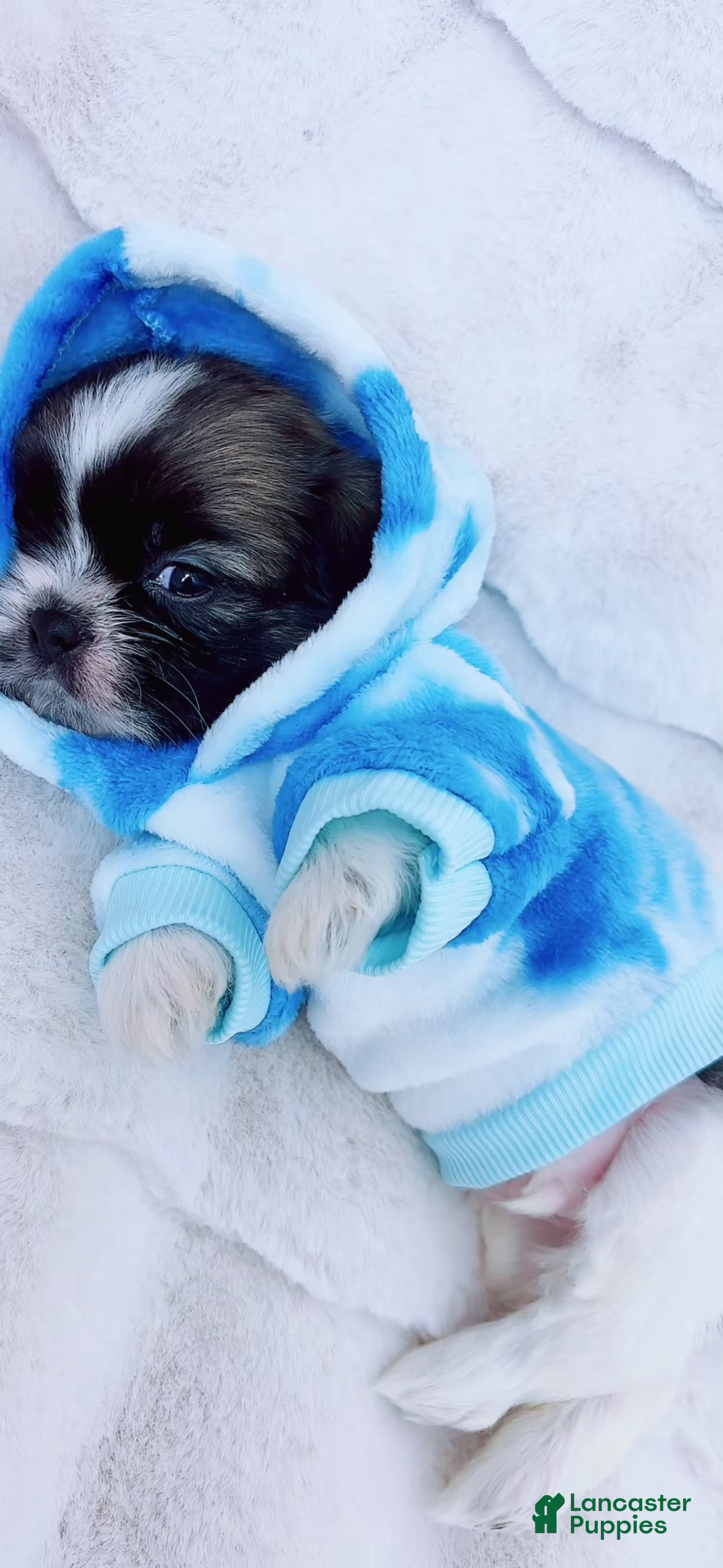 Shih Tzu dogs for sale: Pepper - Ad 1