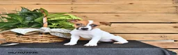 Jack Russell Terrier dogs for sale: Tasha - Ad 6