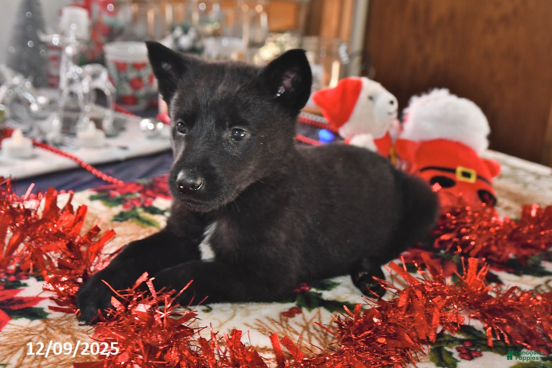 Belgian Malinois dogs for sale: Apollo - Ad 4