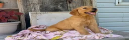 Golden Retriever dogs for sale: Chloe - Ad 4
