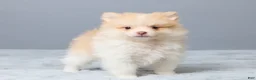 Pomeranian dogs for sale: Thomas - Ad 4