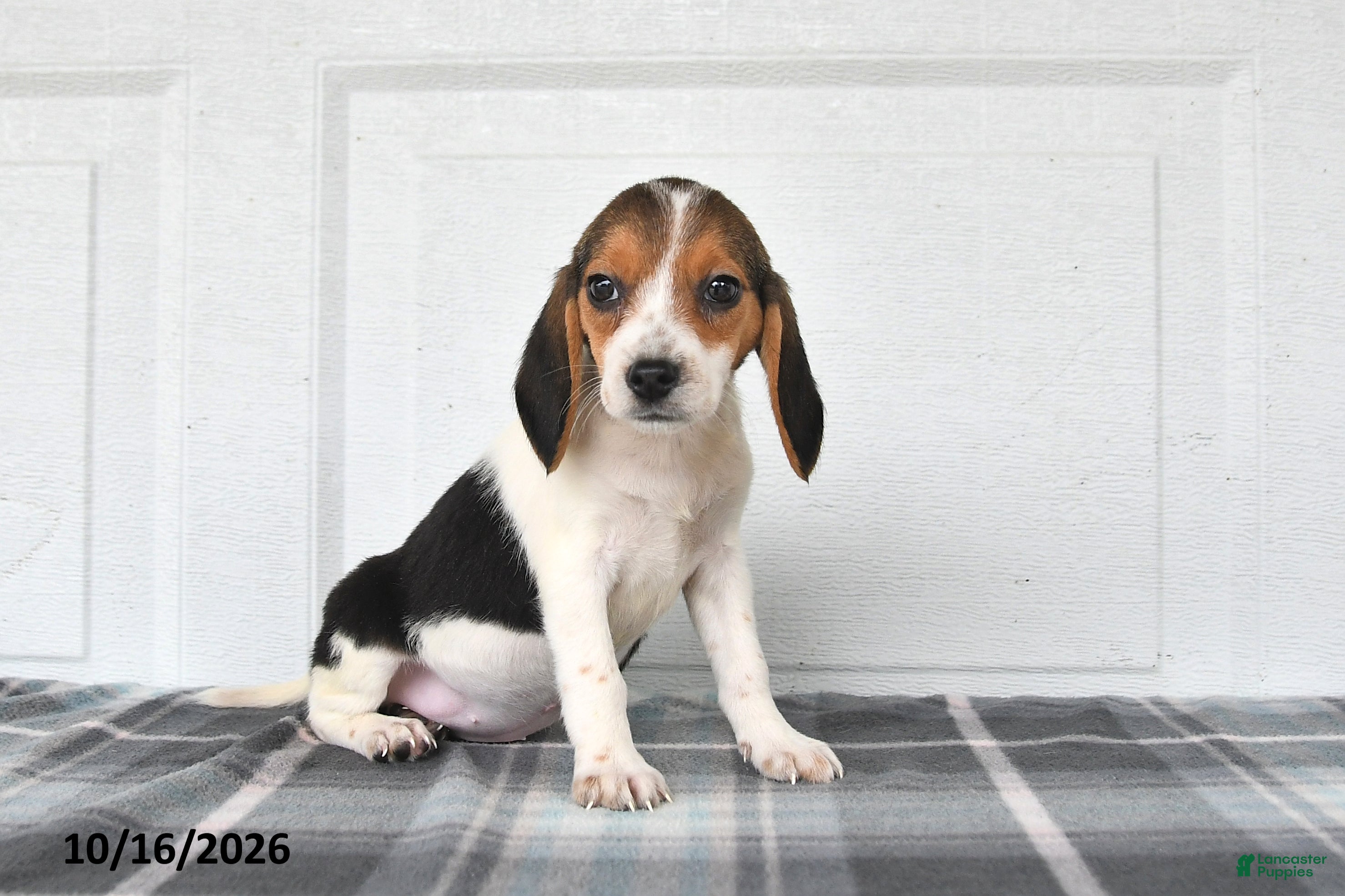 Beagle dogs Poppy - Ad 2