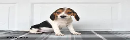 Beagle dogs for sale: Poppy - Ad 2