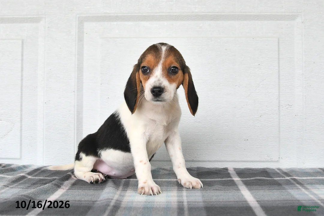 Beagle dogs for sale: Poppy - Ad 2
