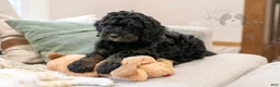 Bernedoodle dogs for sale: Acadia - Ad 19