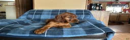 Irish Setter dogs for sale: Irish Setter male orange collar - Ad 2