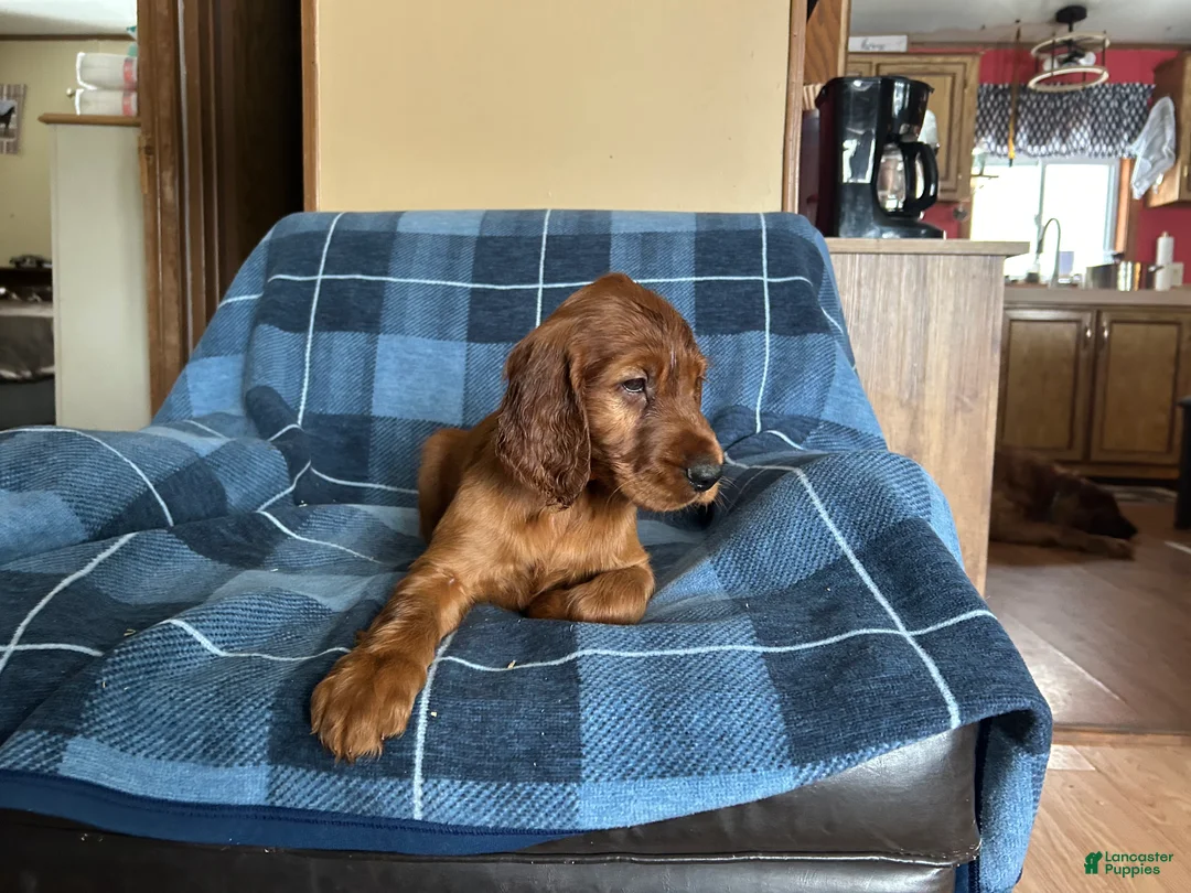 Irish Setter dogs for sale: Irish Setter male orange collar - Ad 2