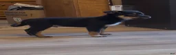 Mixed Breed dogs for sale: boy 2 Hunter - Ad 3