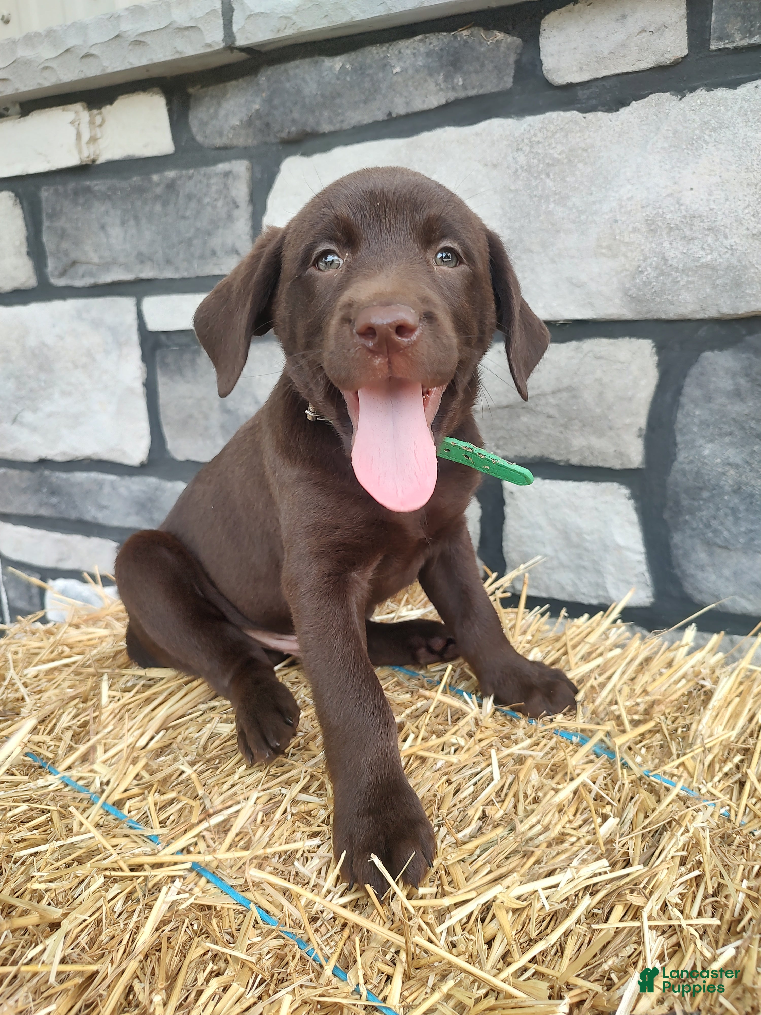 Labrador Retriever dogs Rascal - Ad 1