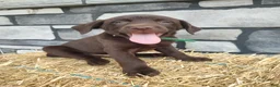 Labrador Retriever dogs for sale: Rascal - Ad 1