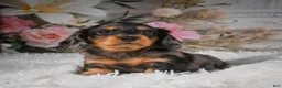 Miniature Dachshund dogs for sale: AKC-Jewel - Ad 13