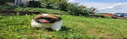 Shih Tzu dogs for sale: Andy - Ad 5