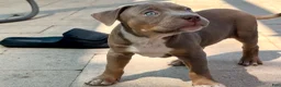American Bully dogs for sale: Leviathan  - Ad 17