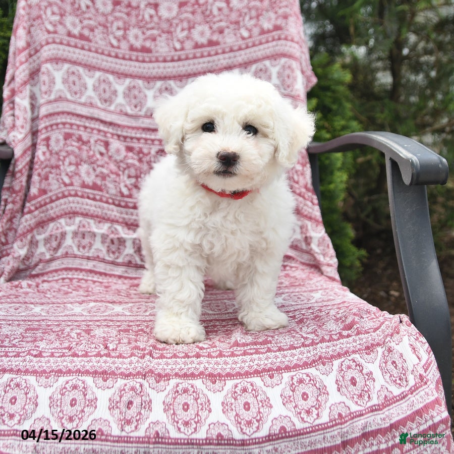Bichon Frise dogs Nina - Ad 1