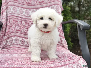 Bichon Frise dogs for sale: Nina - Ad 1