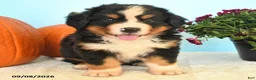 Bernese Mountain Dog dogs for sale: Clint - Ad 3