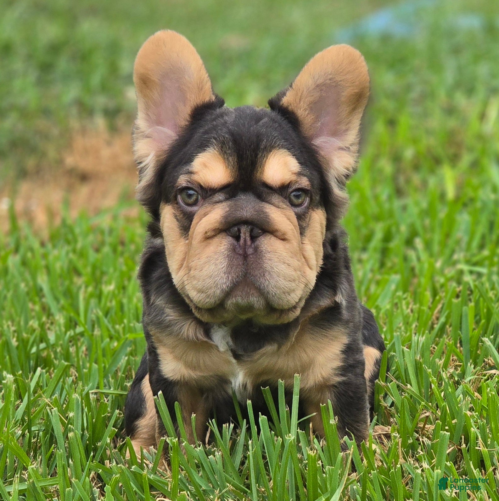 French Bulldog dogs ✨️🍫Kadafi🍫✨️ - Ad 32