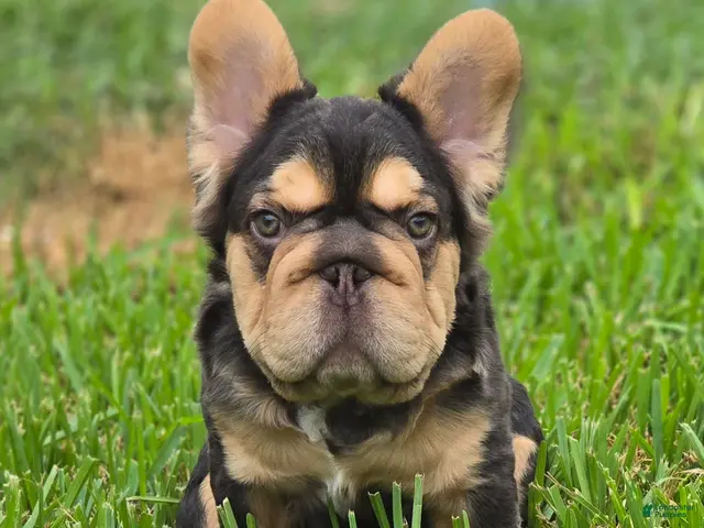 French Bulldog dogs for sale: ✨️🍫Kadafi🍫✨️ - Ad 30