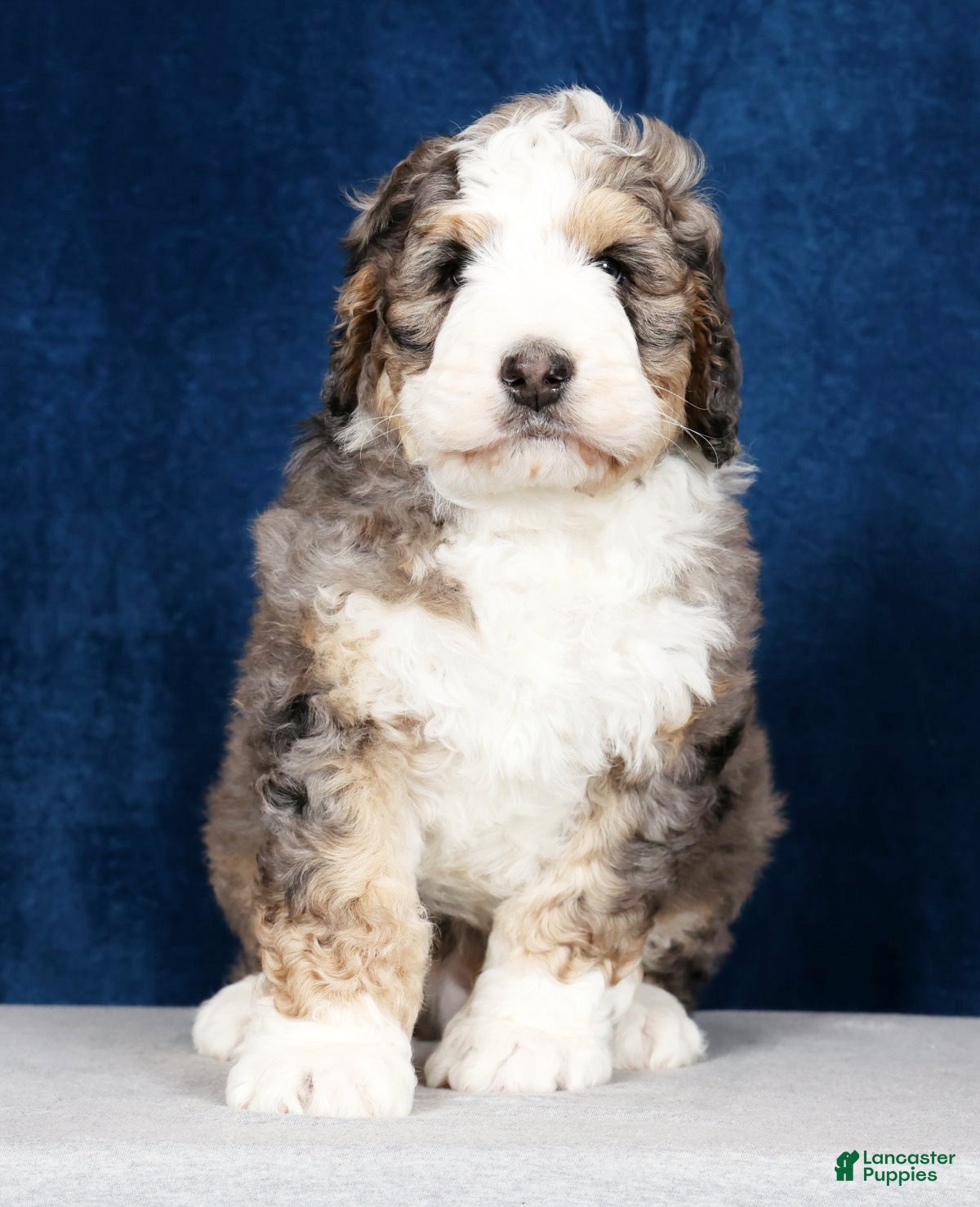 Bernedoodle dogs Jet - Ad 2