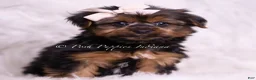 Yorkshire Terrier dogs for sale: Gadget - Ad 5