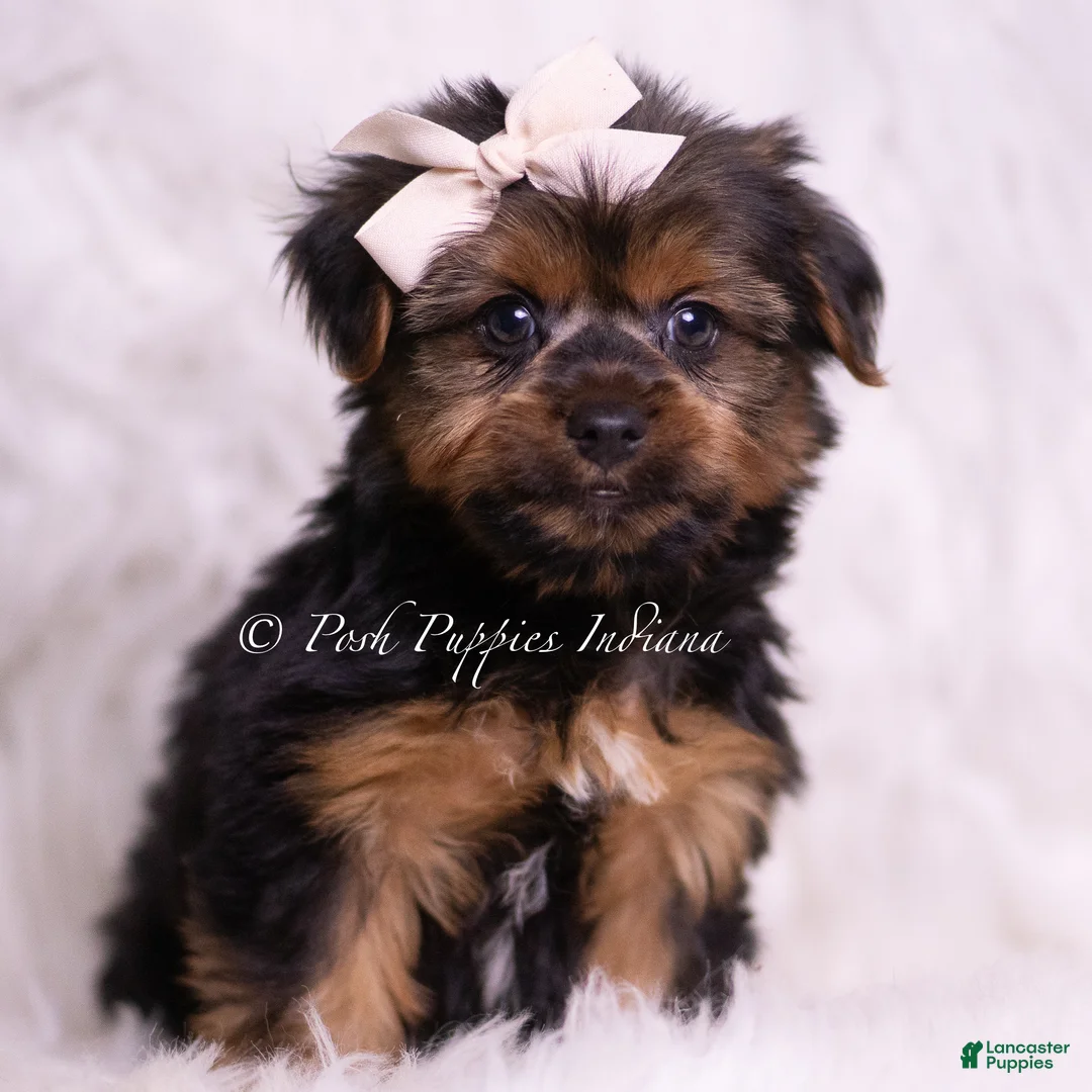 Yorkshire Terrier dogs for sale: Gadget - Ad 5