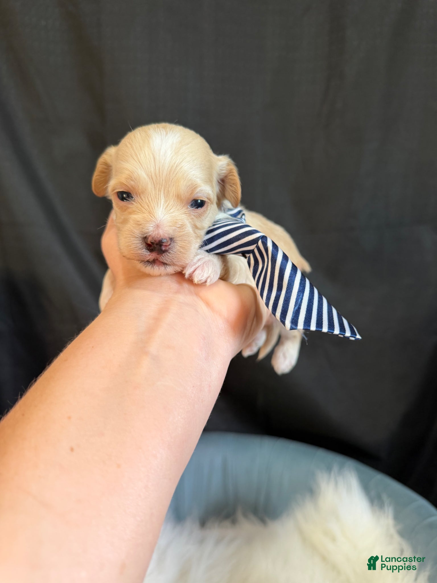 Maltipoo dogs Maltipoo Boy! Black Tie - Ad 7