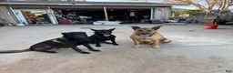 Belgian Malinois dogs for sale: OSA #2 - Ad 15
